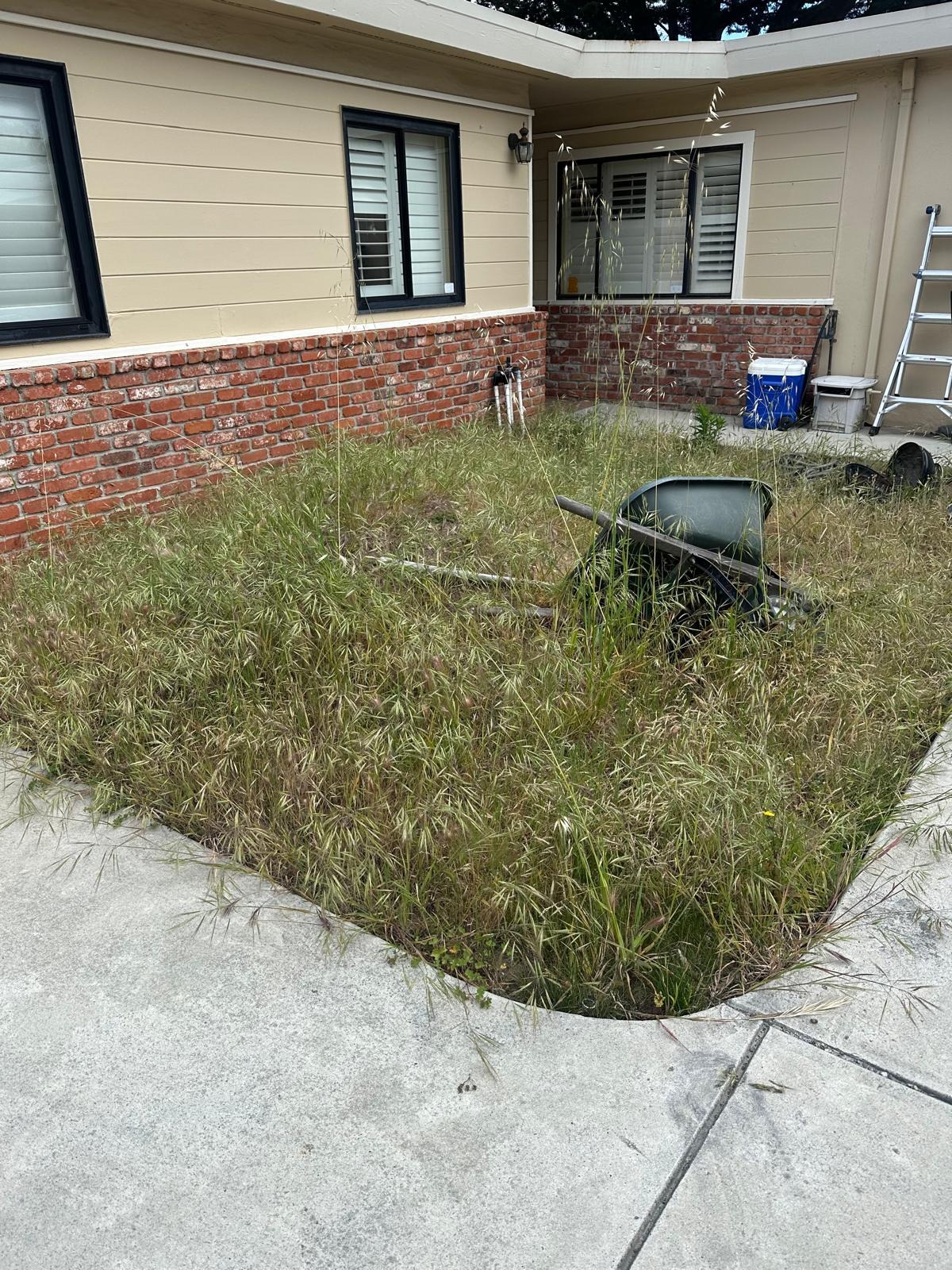 Before yard cleanup with overgrown grass and debris in the yard
